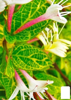 Жимолість "Aureoreticulata Japonica" (Декоративна, плетиста) С2 (116441)