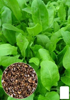 На развес Щавель "Широколистный" Agro-Market цена за 6г (13355)