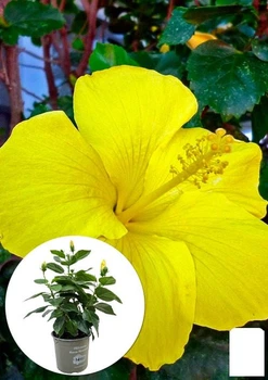 Гібіскус кімнатний "Adonis Yellow" (167056)
