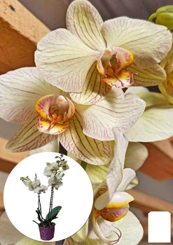 Орхидея (Phalaenopsis) "Tiger Gold" (169166)