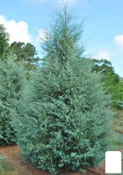Кипарис Аризонский (Cupressus Arizonica) контейнер Р9 (122182)