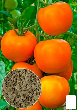 На развес Томат "Медово-сахарный" Agro-Market цена за 1г (178279)