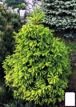 Ялина Баррі "Picea abies Barryi" (горщик P9) (181100)