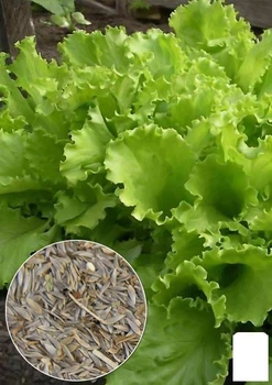 На развес Салат "Одесский кучерявец" Agro-Market цена за 7г (13380)