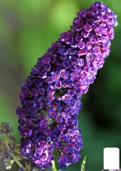Буддлея Давида "Purple Emperor" С1 (высота 20-40см) (153167)