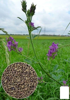 На вагу Люцерна Agro-Market ціна за 50г (21982)