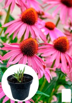 Эхинацея лекарственная "Primadonna Deep Rose" вазон С2 (115631)