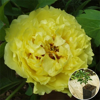 Саженцы Яскрава Пион ИТО Yellow Crown (контейнер 2 л) (35845)