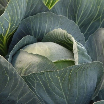 Семена капусты белокочанная Лексикон, Syngenta, 20 шт.