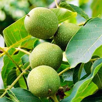 Саджанці грецького горіха Велетень 1-річний