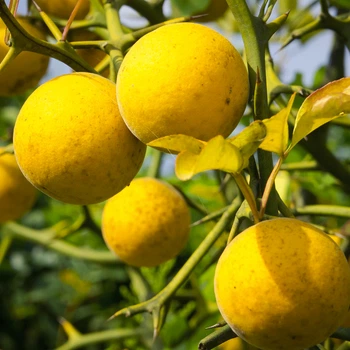 Саджанці лимона Понцирус