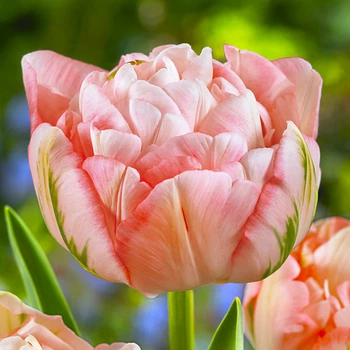 Цибулини Яскрава Тюльпан Махровий + Багатоквітковий Peach Blossom (30993) (2шт)