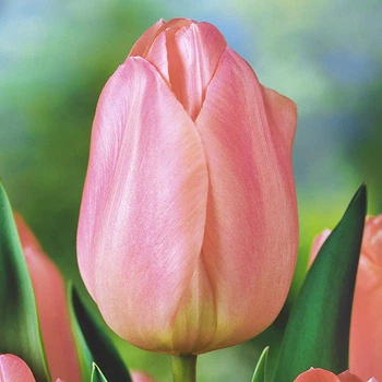 Цибулини Яскрава Тюльпан Тріумф Apricot Beauty (31023) (3шт)