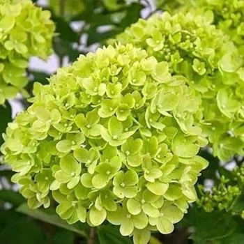 Гортензія деревовидна "Лайм Рікі" Lime Rickey (закритий корінь Р9) LeGarden