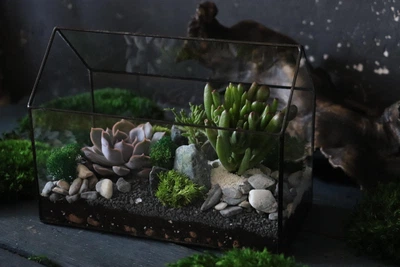 Флораріум з суккулентами Японія 24cm х 18cm