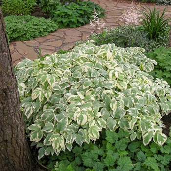 Сныть обыкновенная Variegata, Контейнер 0,5 л