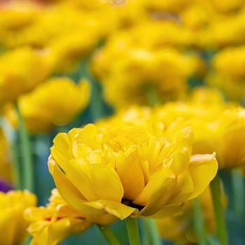 Тюльпан "Yellow Pomponette" 3шт в упаковці