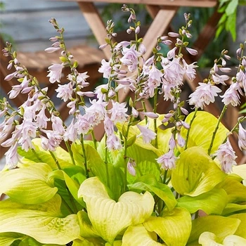 Хоста Ki Ren Jyaku Фіолетовий Florium (301202)