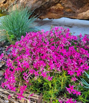 Флокс шиловидный малиновый (Phlox subulata) Р9