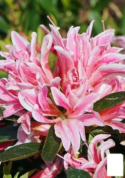 Азалія Японська "Герой павук" (Azalea japonica Hero Spider) (181748)