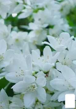 Дейція витончена "Gracilis" (181737)