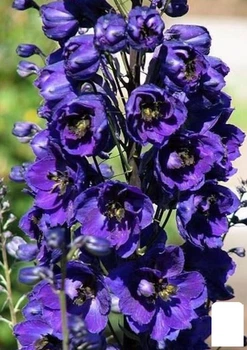 Дельфиниум гибридный "Dark Blue Dark Bee" (182204)
