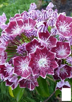 Кальмія latifolia "Kaleidoscope" (182203)