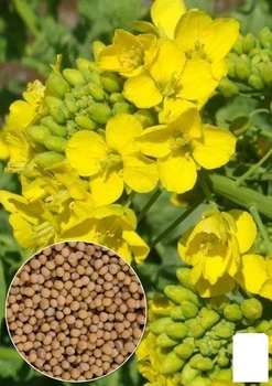 На развес Горчица Agro-Market цена за 50г (22482)