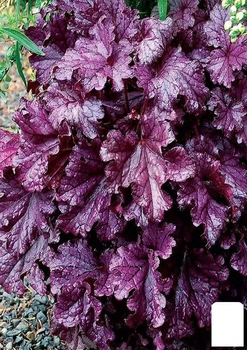 Гейхера (Heuchera) Grande "Ametyst" (181405)
