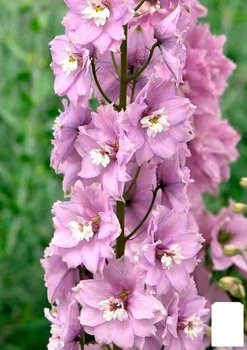 Дельфиниум гибридный "Cherry Blossom White Bee" (182206)