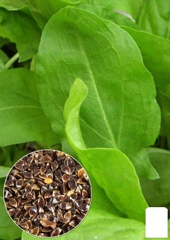 На развес Щавель "Бельвильский" Agro-Market цена за 6г (22088)