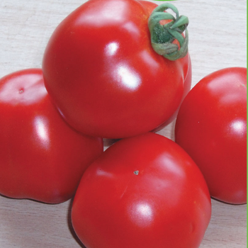 Насіння томата Шаста F1 , ультраранній, Lark Seeds, 10 шт.