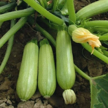 Насіння кабачка Іскандер F1, Seminis, 10 шт.