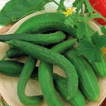 Семена огурца Китайский змей, 20 шт.
