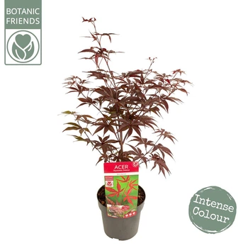 Японский клен Japanese maple, acer palmatum Bloodgood Best Seller, 70-90см, горщик 18"