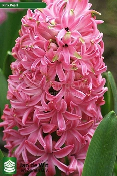 Гіацинт Pink Pearl 1 шт Голландія