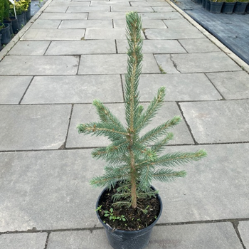 Ель колючая голубая "Супер Блю Сидлинг" СБС Super Blue Seedling SBS (контейнер С3) LeGarden