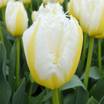 Тюльпан Lemon Beauty бахромчатий цибулини (1 шт.)