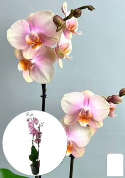 Орхидея (Phalaenopsis) "Dutch Diva" (176308)