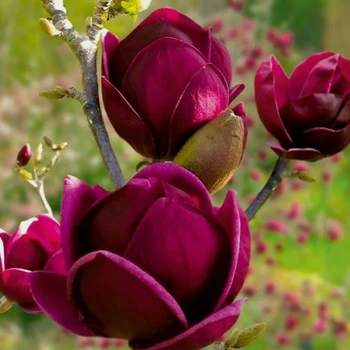 Магнолія 5-ти річна Black Tulip в горщику