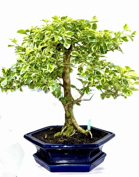 Бонсай Дуранта Duranta Variegata, горщик ⌀25, висота 40-45см