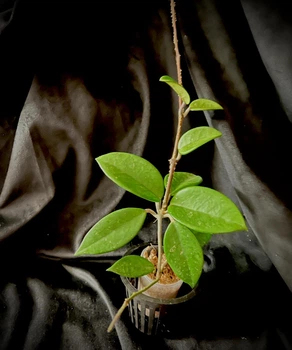 Hoya carnosa 1.7 розсада (саджанець на 1-2 вузли) можливі пошкодження листочків