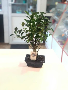 Фікус Ретуза Bonsai Ficus retusa, h 30 - 35 см, керамічний горщик