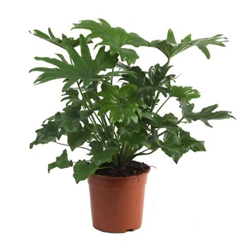Філодендрон Philodendron Selloum, горщик ⌀17