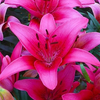 Лілія Pink County Азіатський гібрид Рожевий Цибулини Florium (203198)