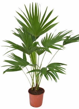 Пальма Livistona Rotundifolia ⌀17, висота 80-100см