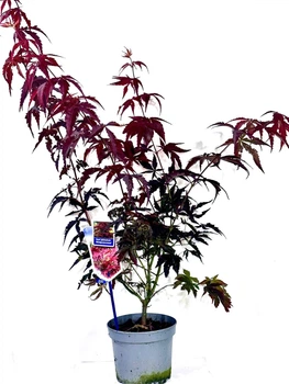 Японский клен (Japanese maple) Atropurpureum, 70-90 см, объем горшка 3л (RG001)