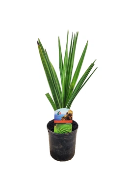 Пальма веерная Хамеропс Chamaerops Humilis, H 40-50 см, Ø12