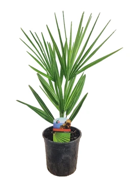 Пальма веерная Хамеропс Chamaerops Humilis, H 40-50 см, Ø15