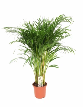 Пальма Арека (Діпсис) Areca (Dypsis), высота 100-120 см, Ø21